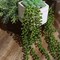 2 Green 23" Artificial Succulents Faux String Hanging Plants